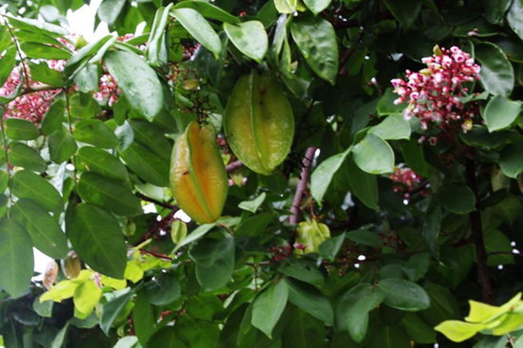Pousada Sitio Paraiso Itacare Bagian luar foto